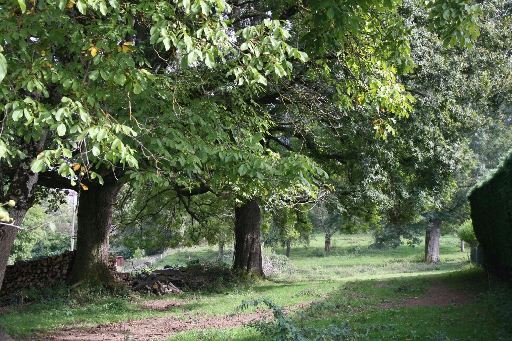 Saint-Léonard-de-Noblat Domaine De Romefort מראה חיצוני תמונה